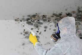 Trusted Carmel By The Sea, CA Mold Removal Services Experts